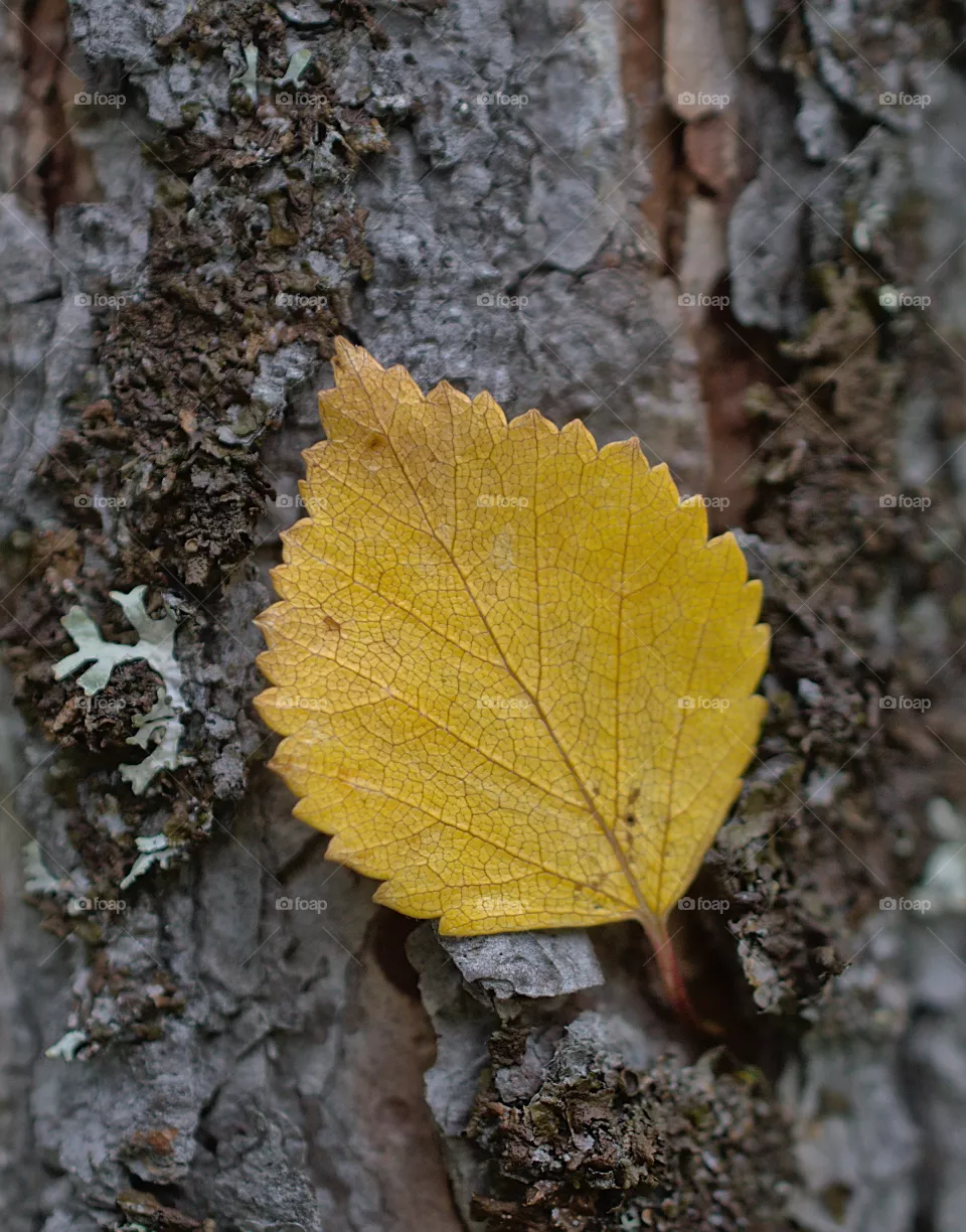 Yellow leaf on the background.