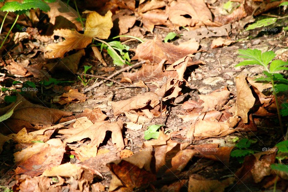 Leaves, light and shadow 