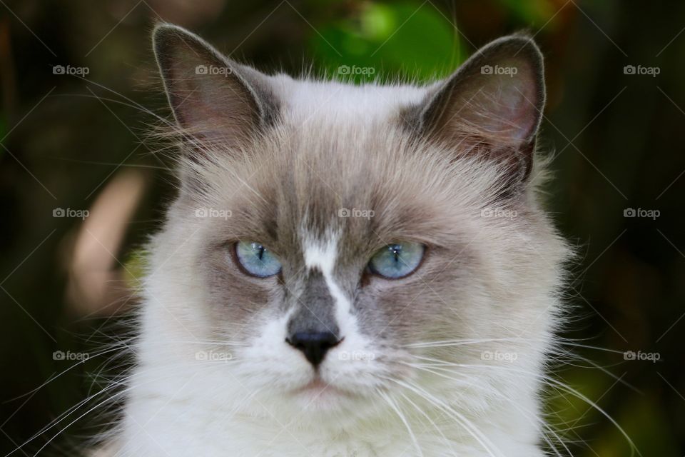 Closeup head shot blue eyed ragdoll tabby cat facing camera outdoors 
