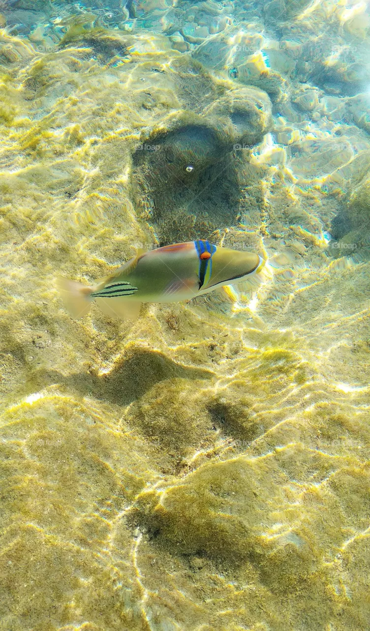 fish