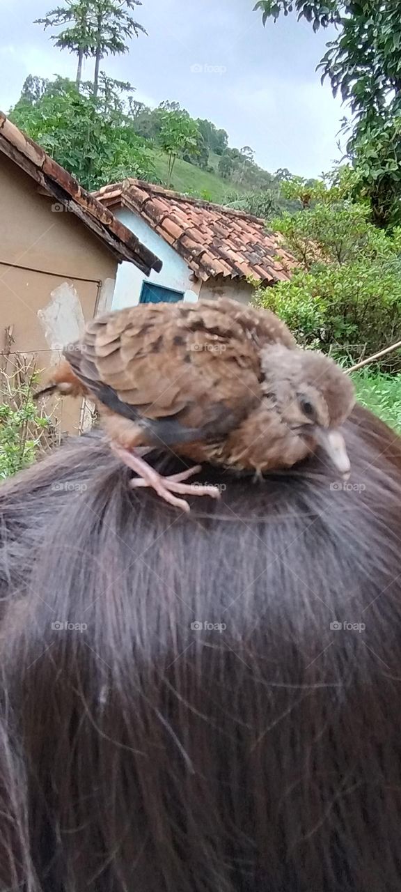 cute little bird in the cab