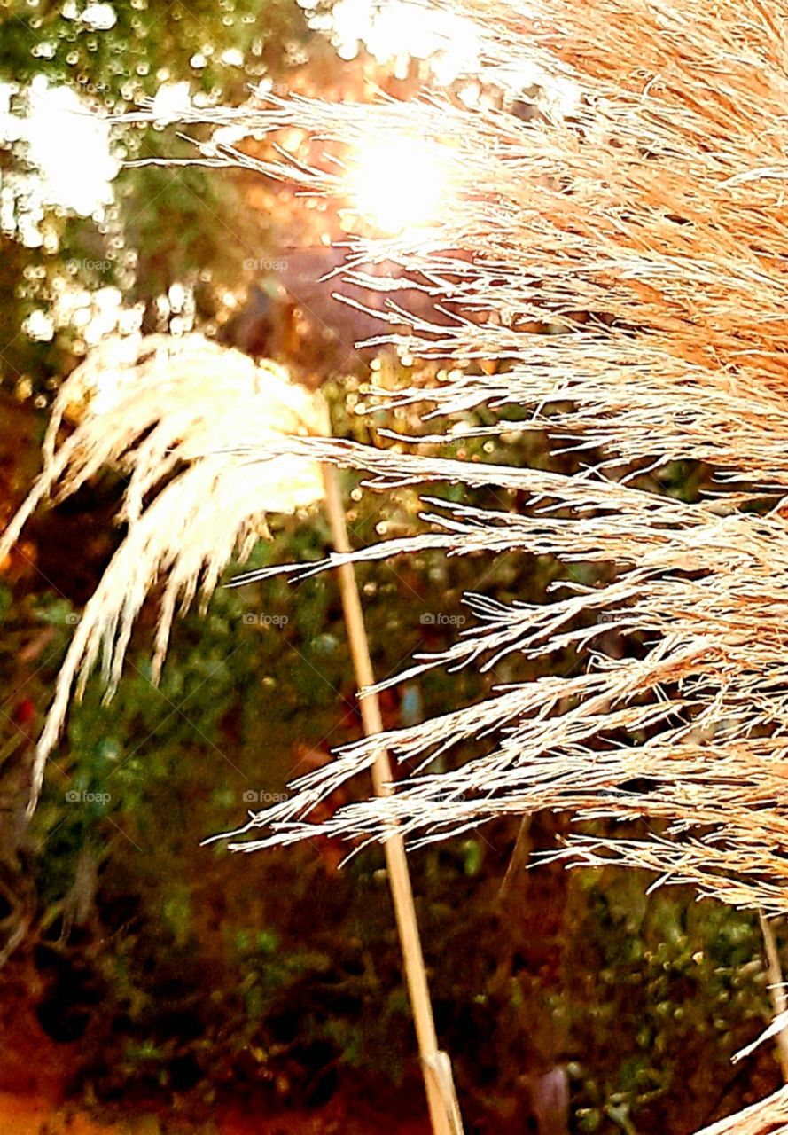foap mission sunlight and moonlight sunrise through pampas grass shining golden