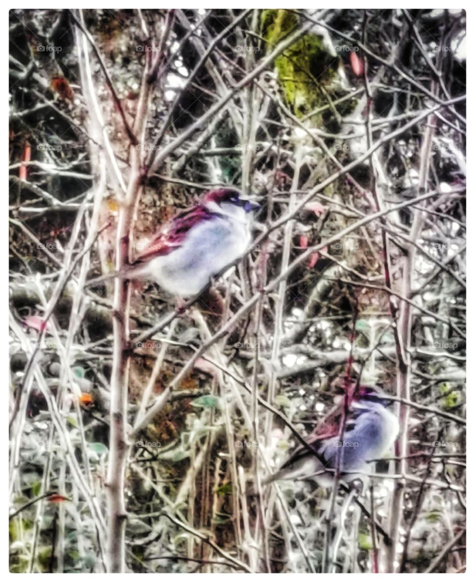 Birds bushes winter scotland