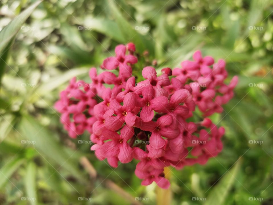 Grooming Buch of Flowers
Ixora Coccinia 
World of Flora
Awesome Nature Beauty