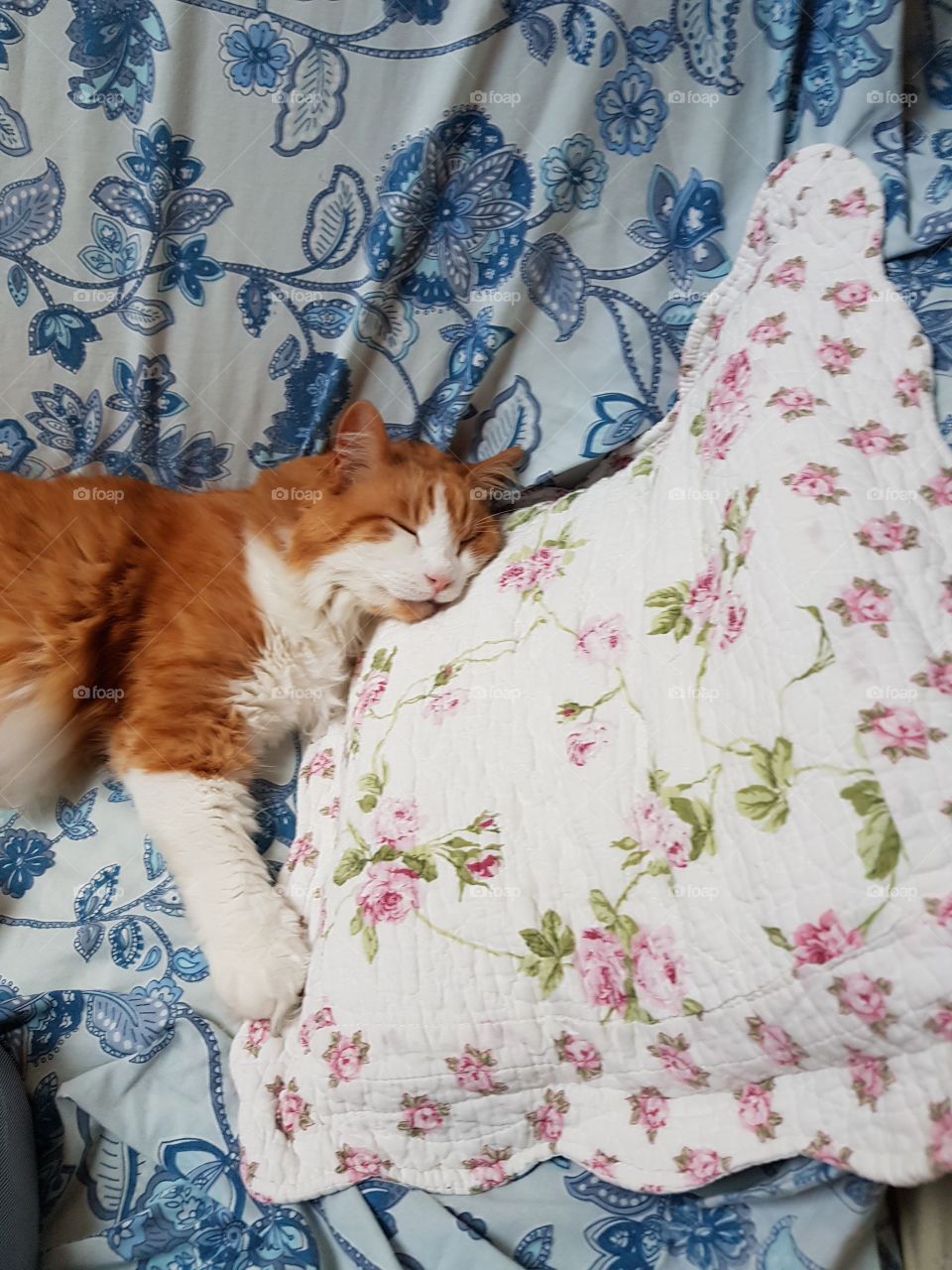 Cat sleeping on a pillow.