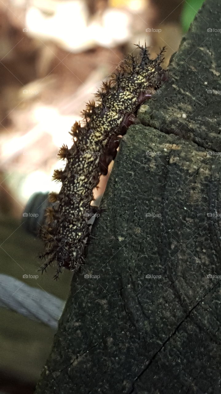 Speckled caterpillar