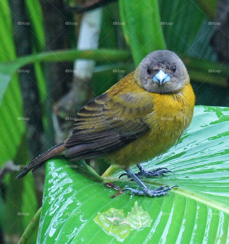 Bird on a leaf