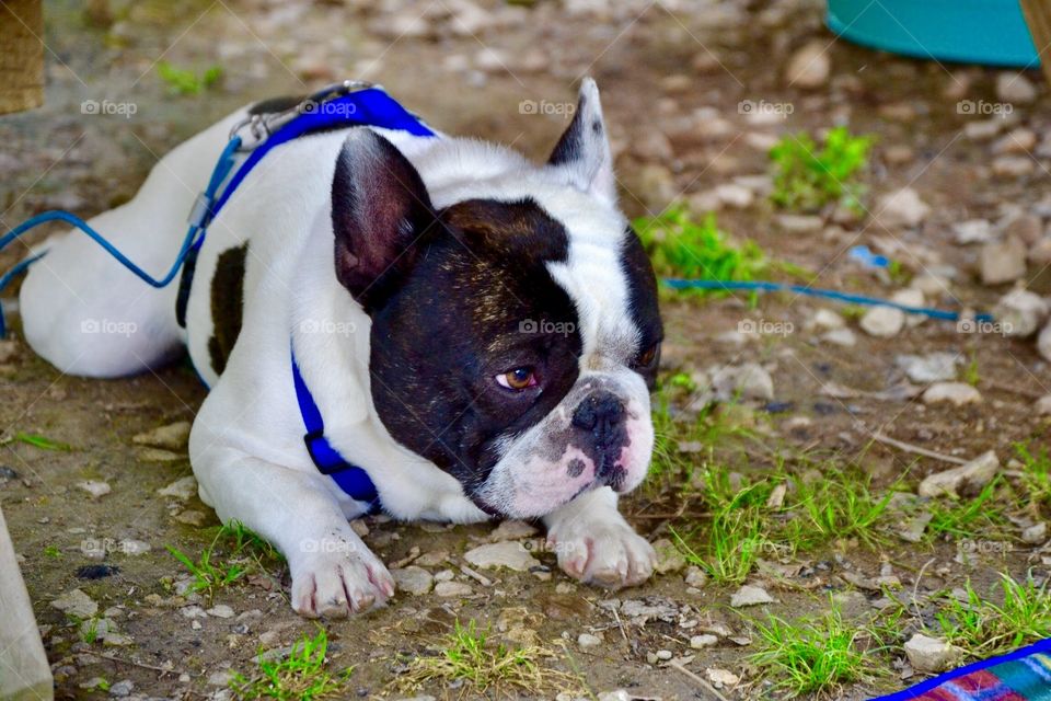 Lazy dog while camping. 