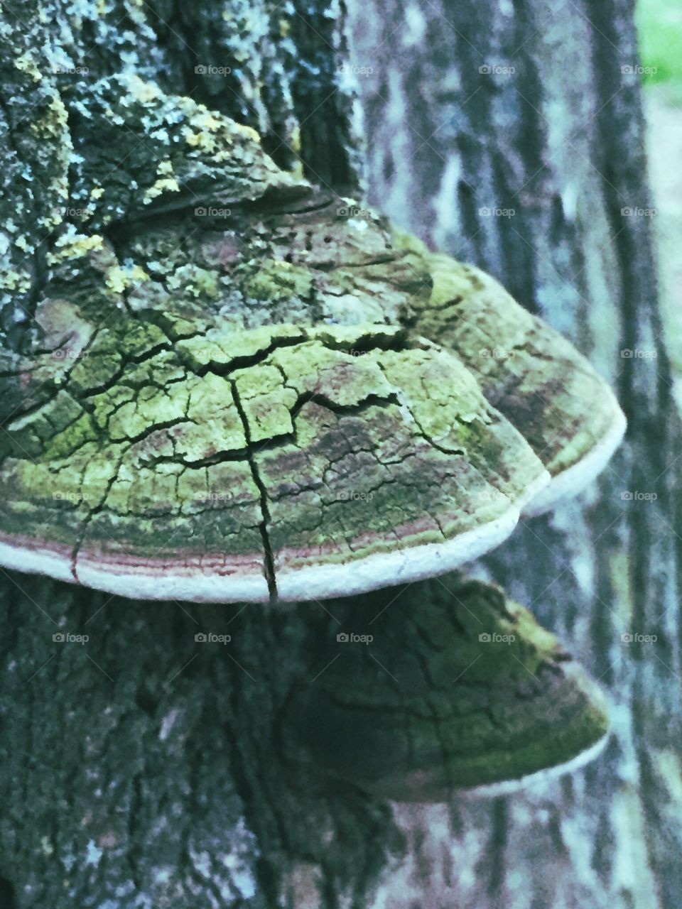 Creative Textures - shelf lichen