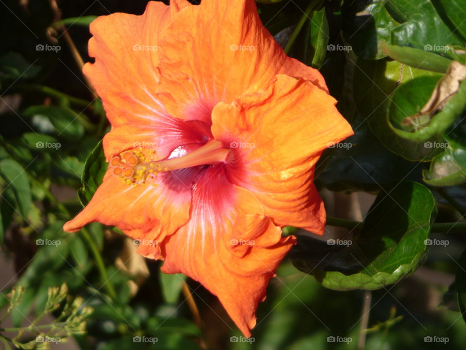 Blossoming orange hibiscus