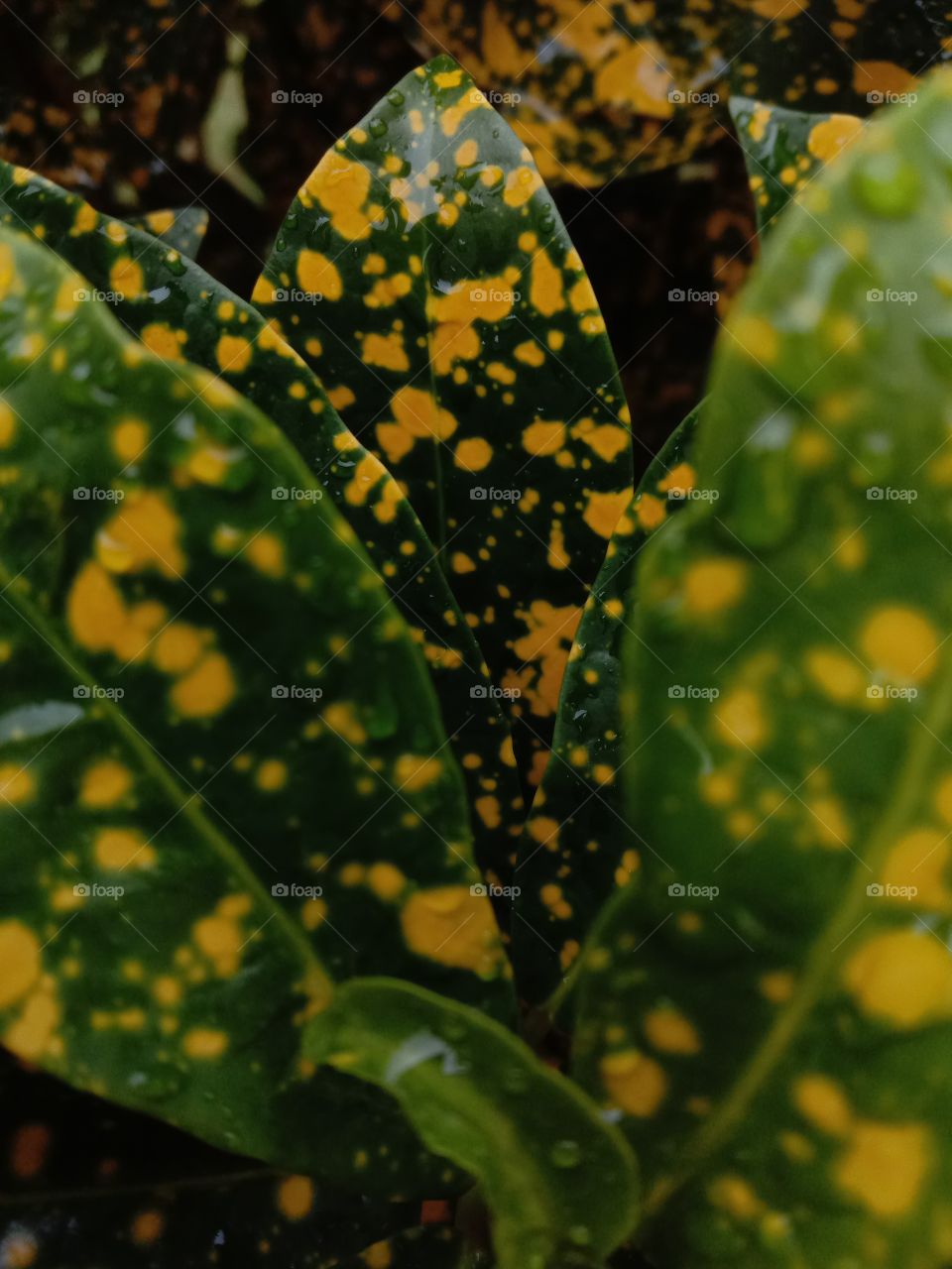 fresh leaf leaves dots green yellow dark nature