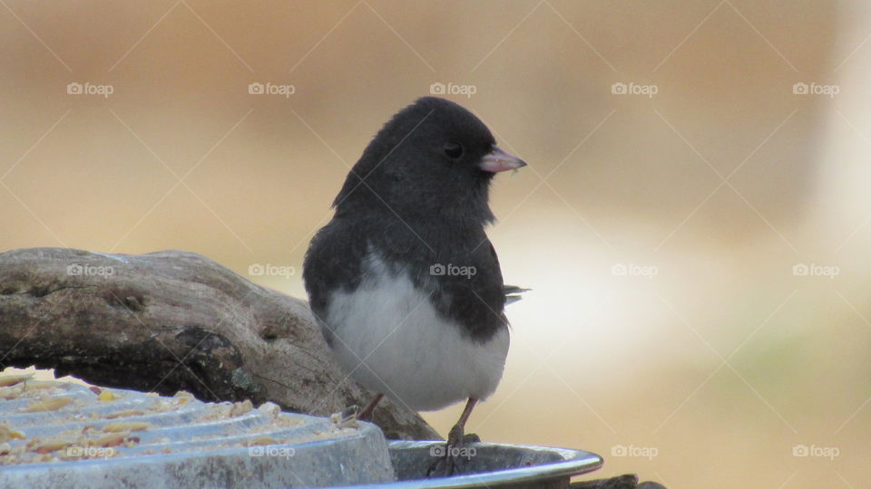 Dark eyed Junco