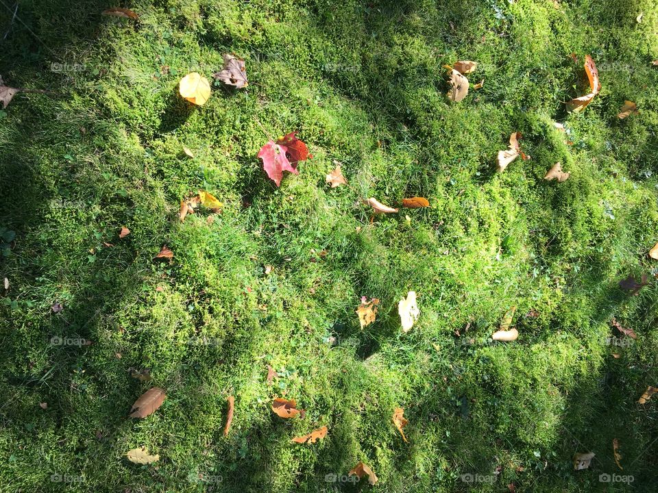 Leaves on moss