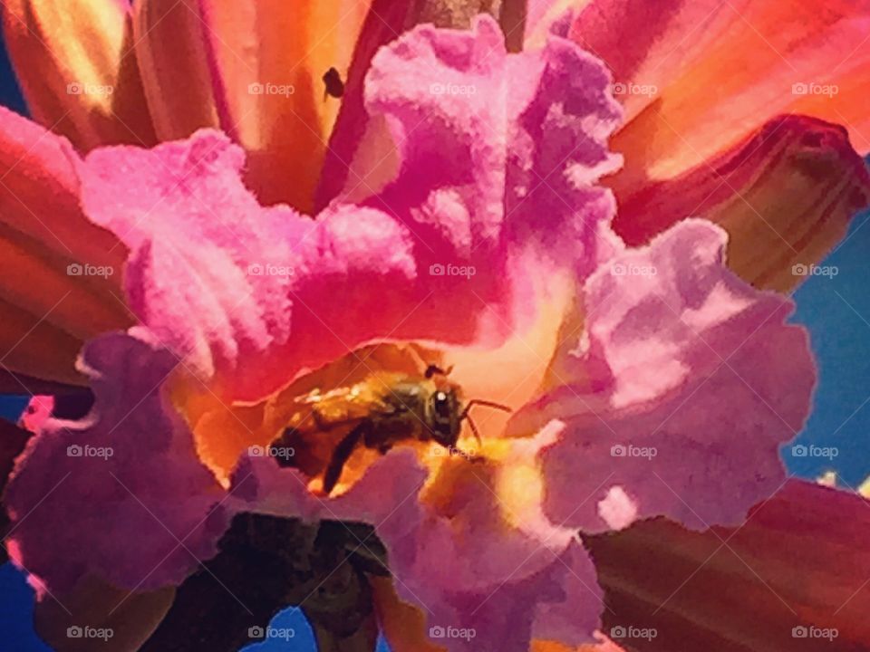 Bee in a flower 