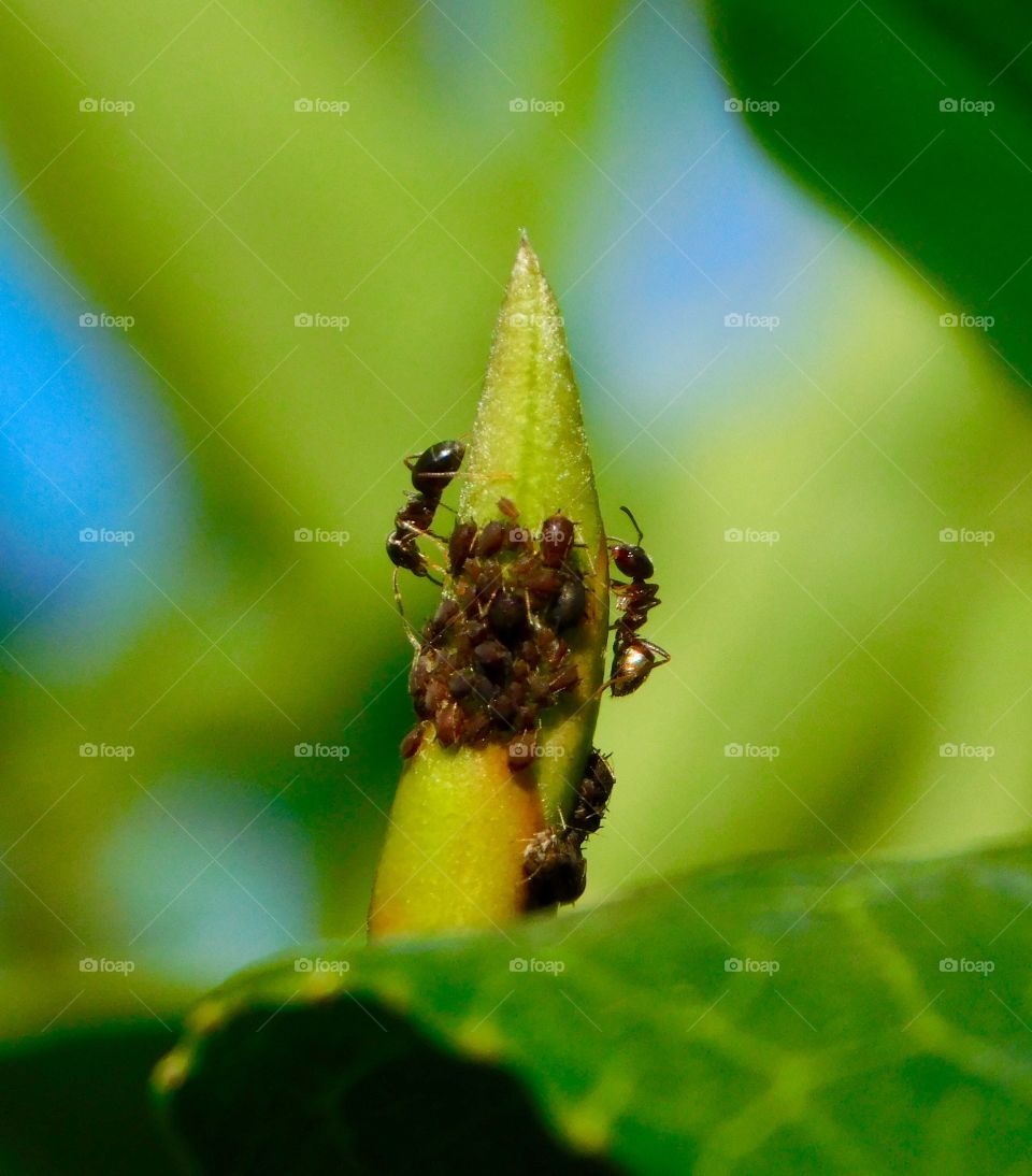 Ant’s tending the farm