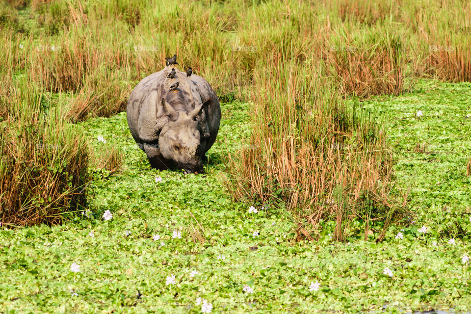 Juvenile greater one-horned rhino (Rhinoceros unicornis) in Chitwan national park, Nepal. One-horned rhino (Rhinoceros unicornis) also found in Kaziranga national park, India.