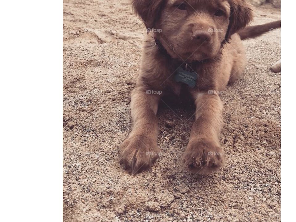Puppy on the Beach