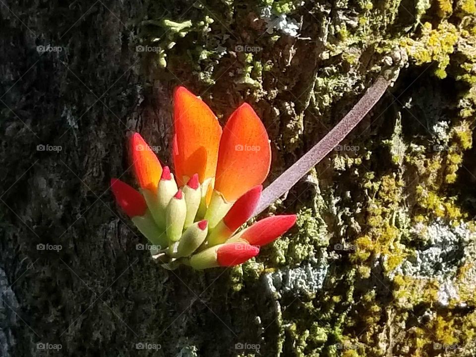 Vivid Red Floral Sprouting from Tree Trunk