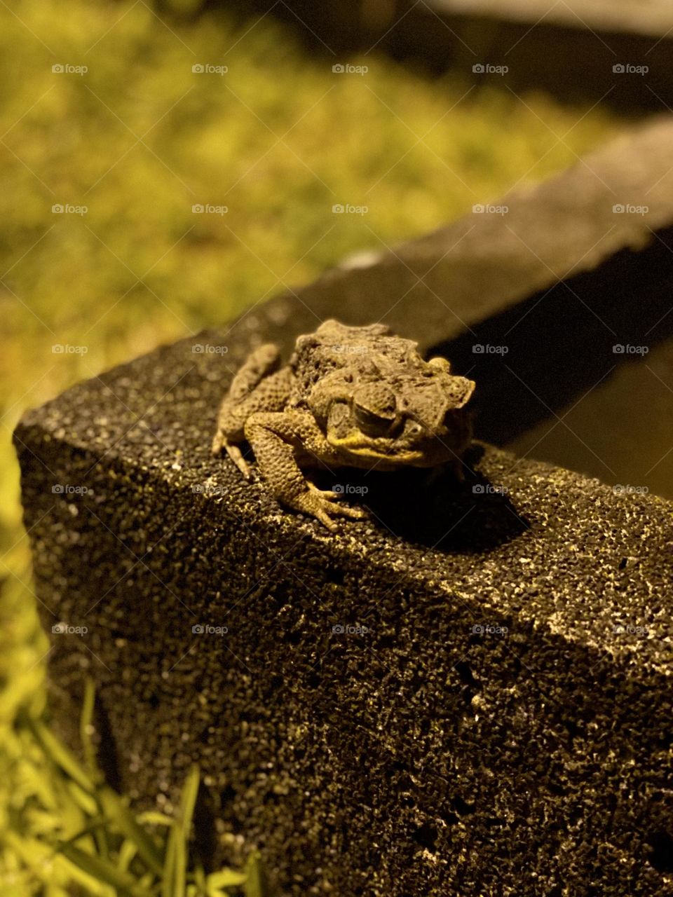 Grumpy Cane Toad