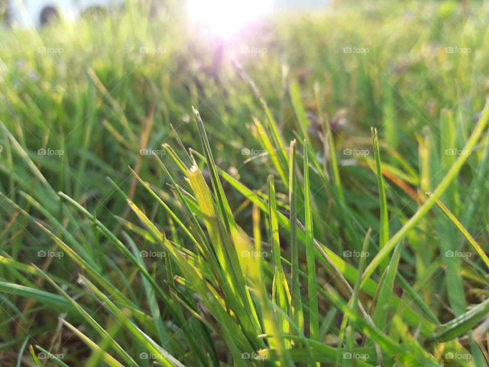 Green grass backlit