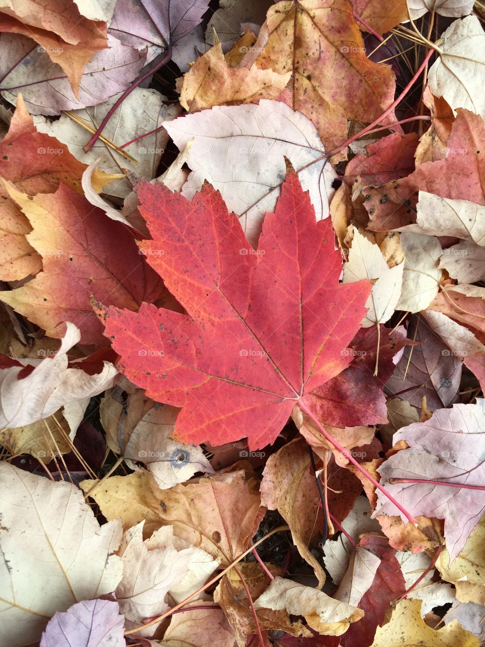 Maple Leaf