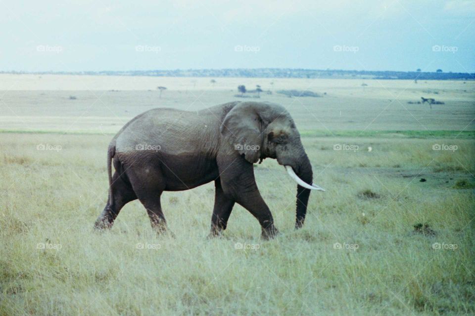 safari photo of an elephant striding