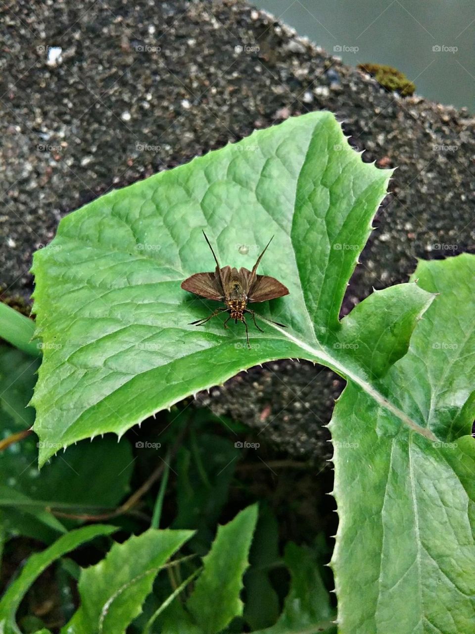Pequenina e saltitante.