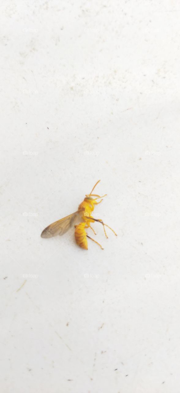 yellow wasp