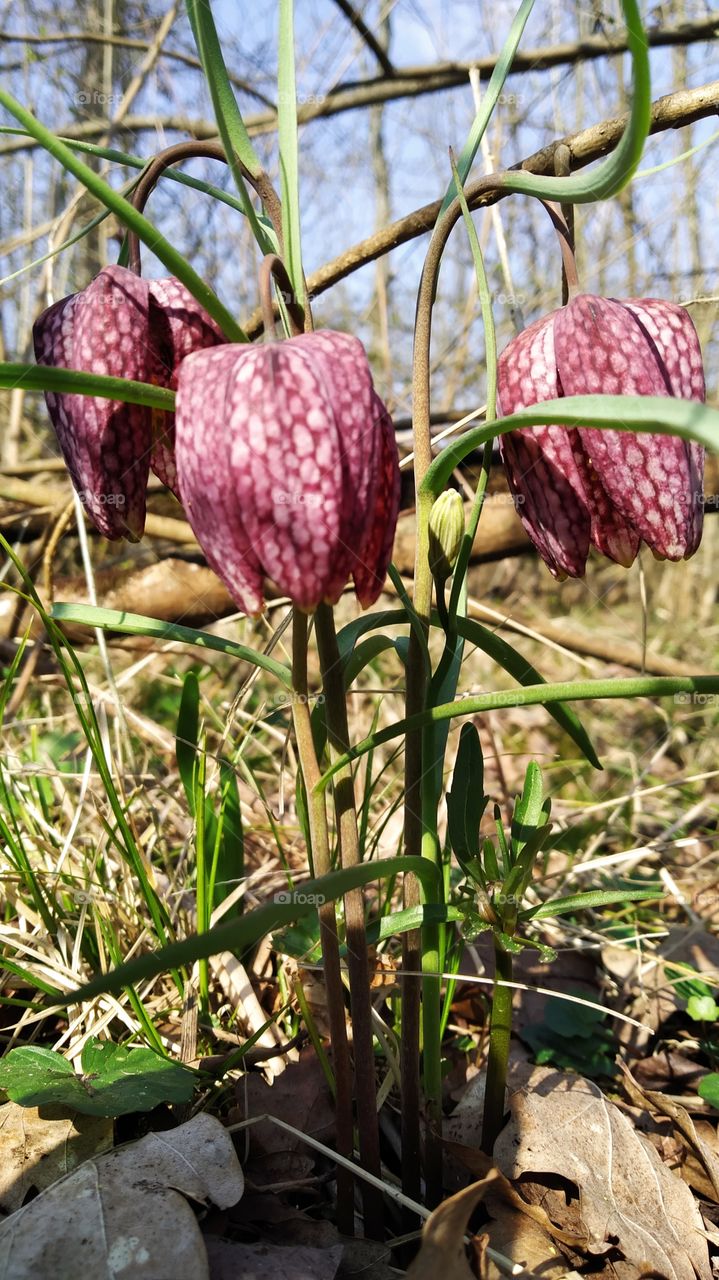 chess flower blossomed in the forest