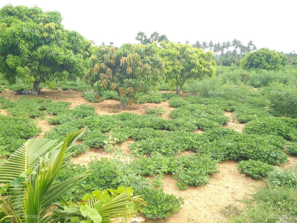 Peanut crops in farm with mango trees