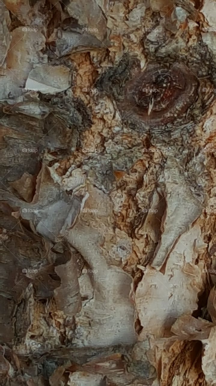 close up of river birch tree bark