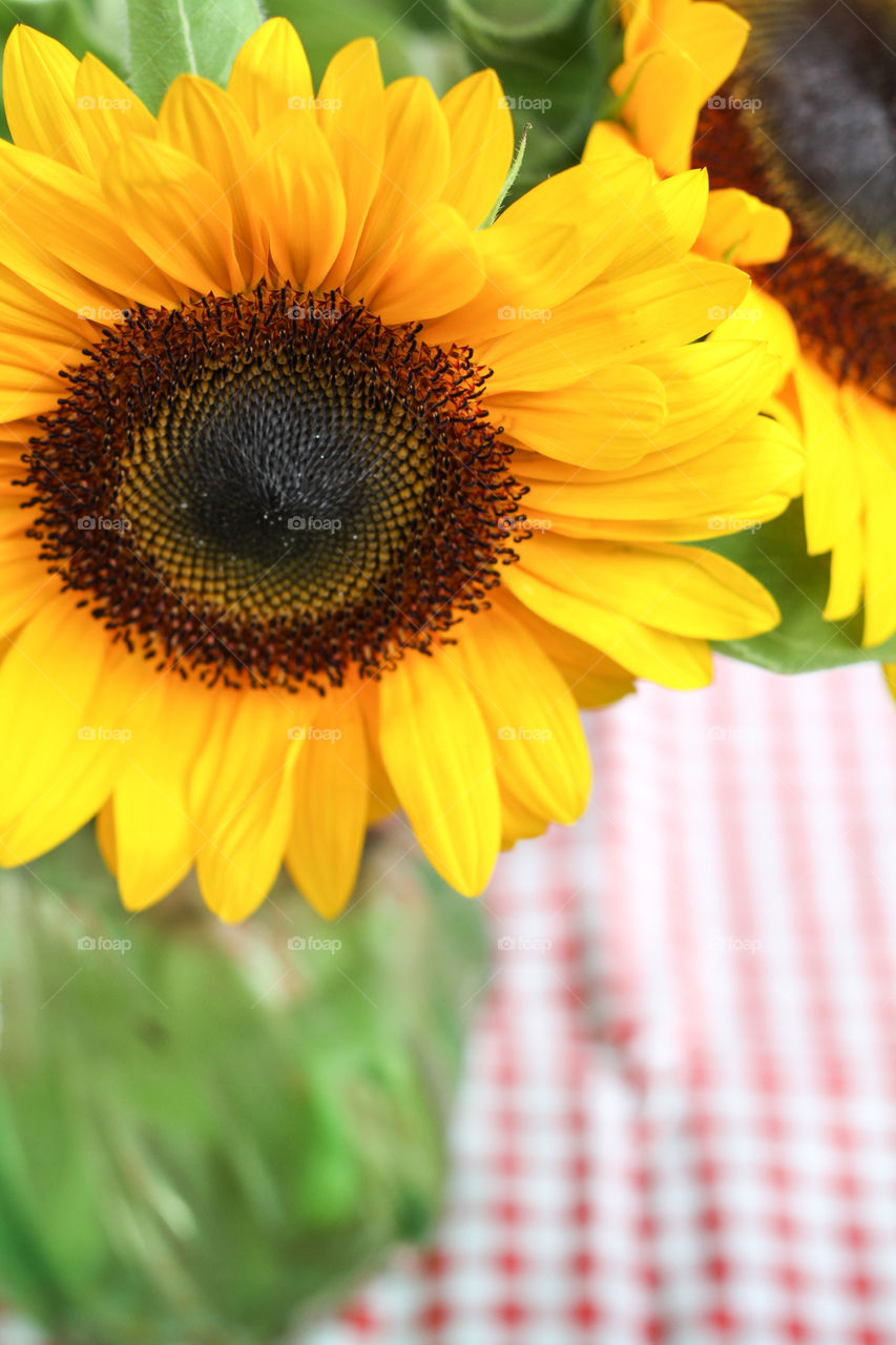 Big yellow sunflower on a checkered tablecloth 