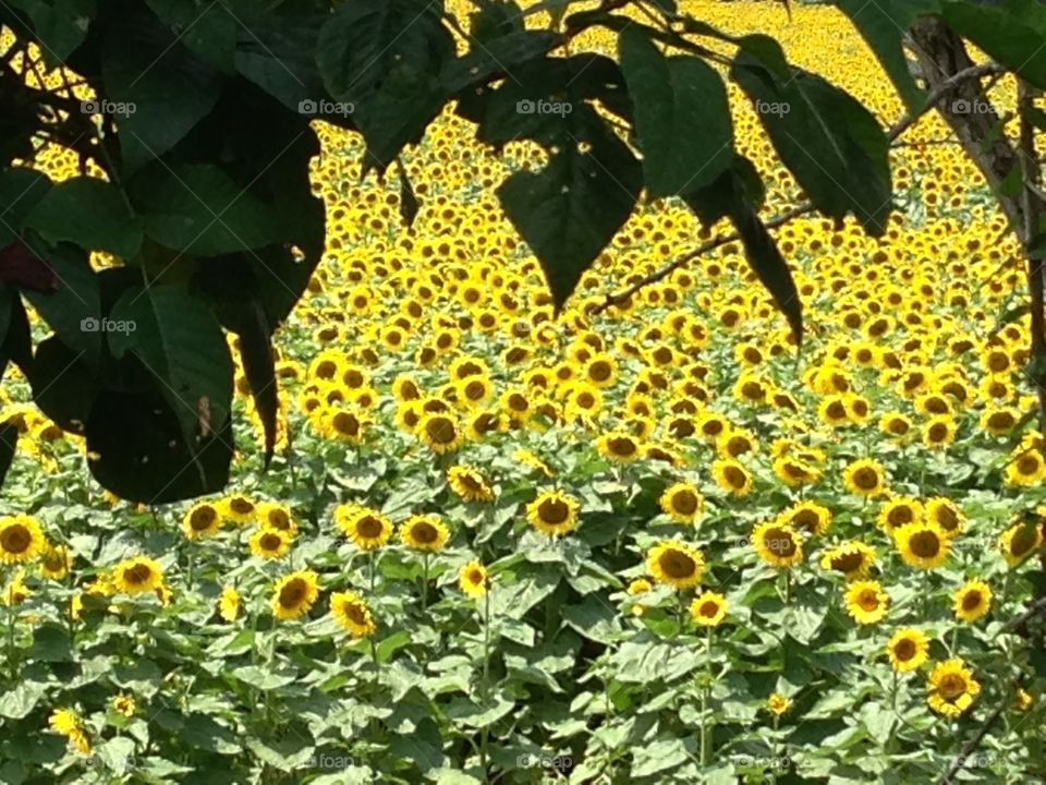 Sunflower Field