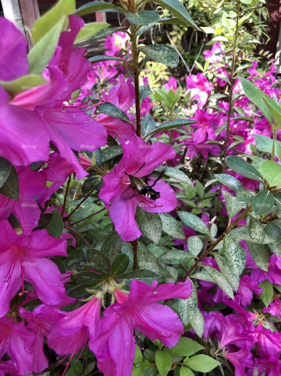 Green hummingbird moth landing on pink azalea 