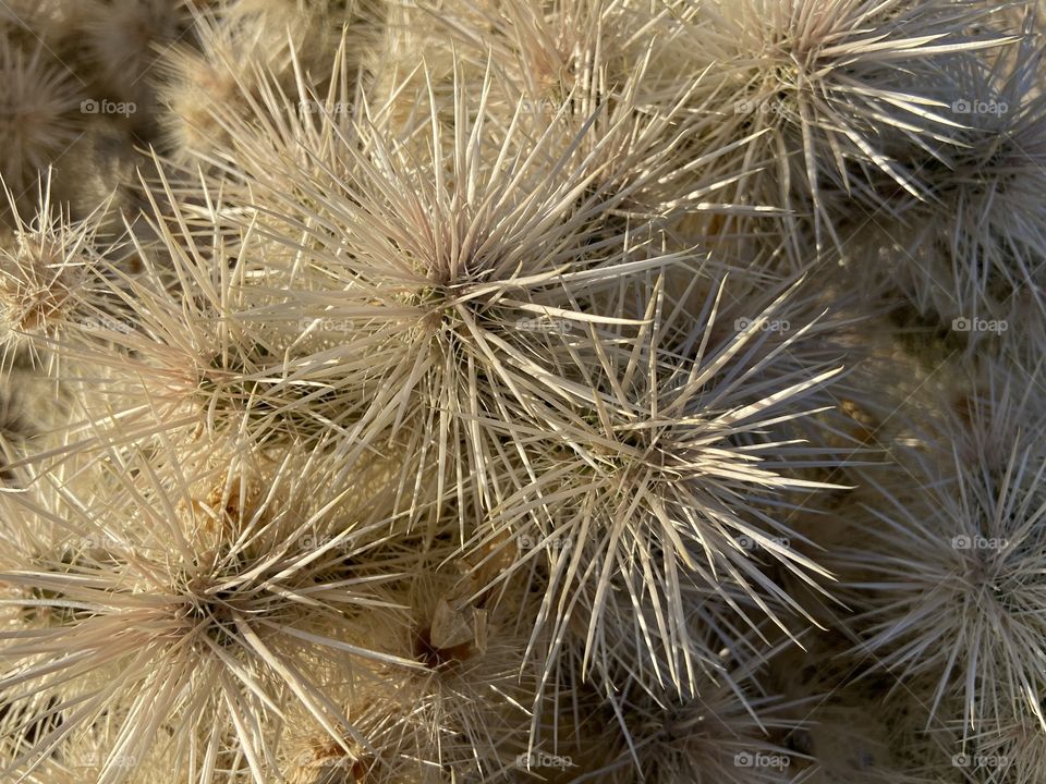 Cactus close-up in the desert in southern Nevada.