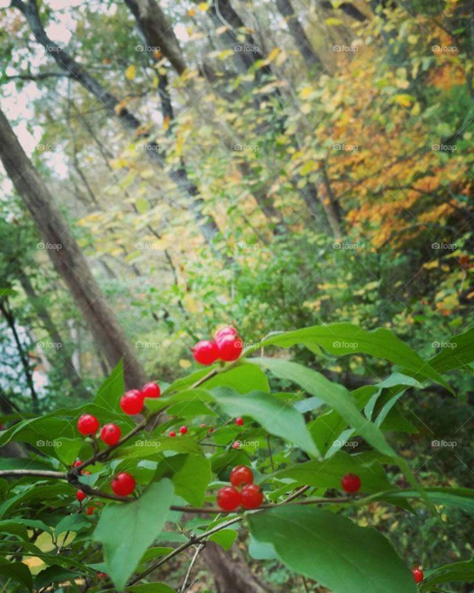 Berry Colorful Forest