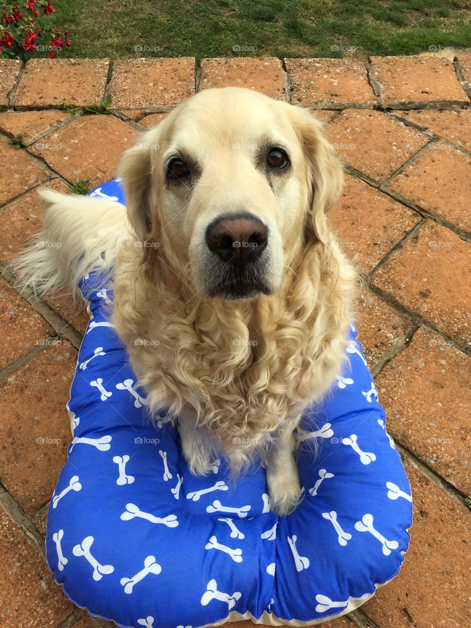 Dog, No Person, Little, Cute, Animal