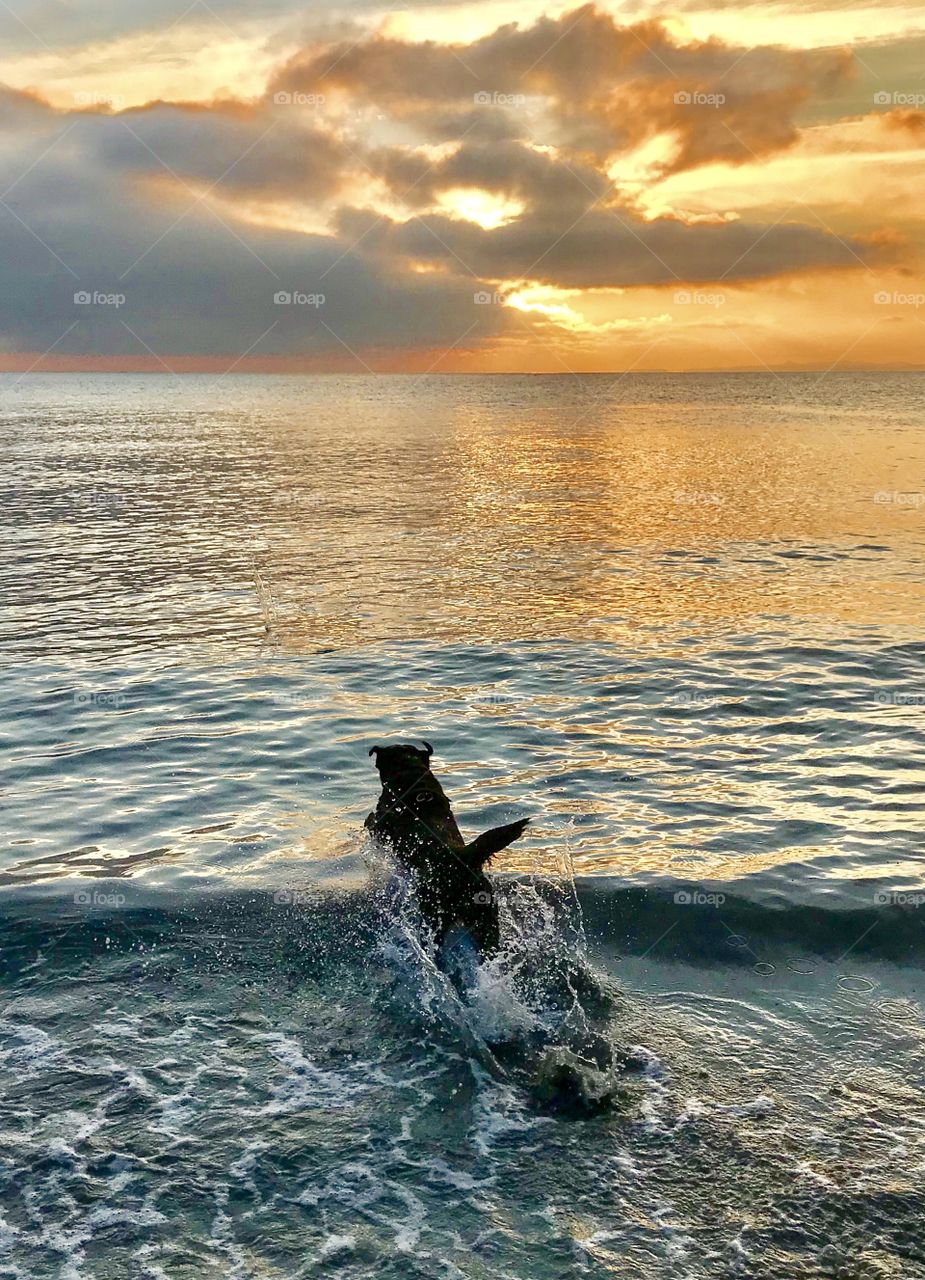 Dog dives into the setting sun