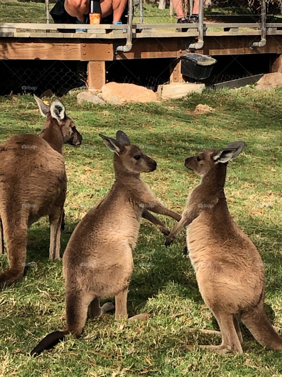 Kangaroos are holding hends
