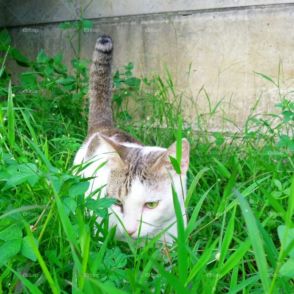 A male cat playing in the grass and smelling weeds. There's also wild plants among the grass.