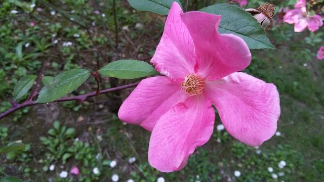 flower 