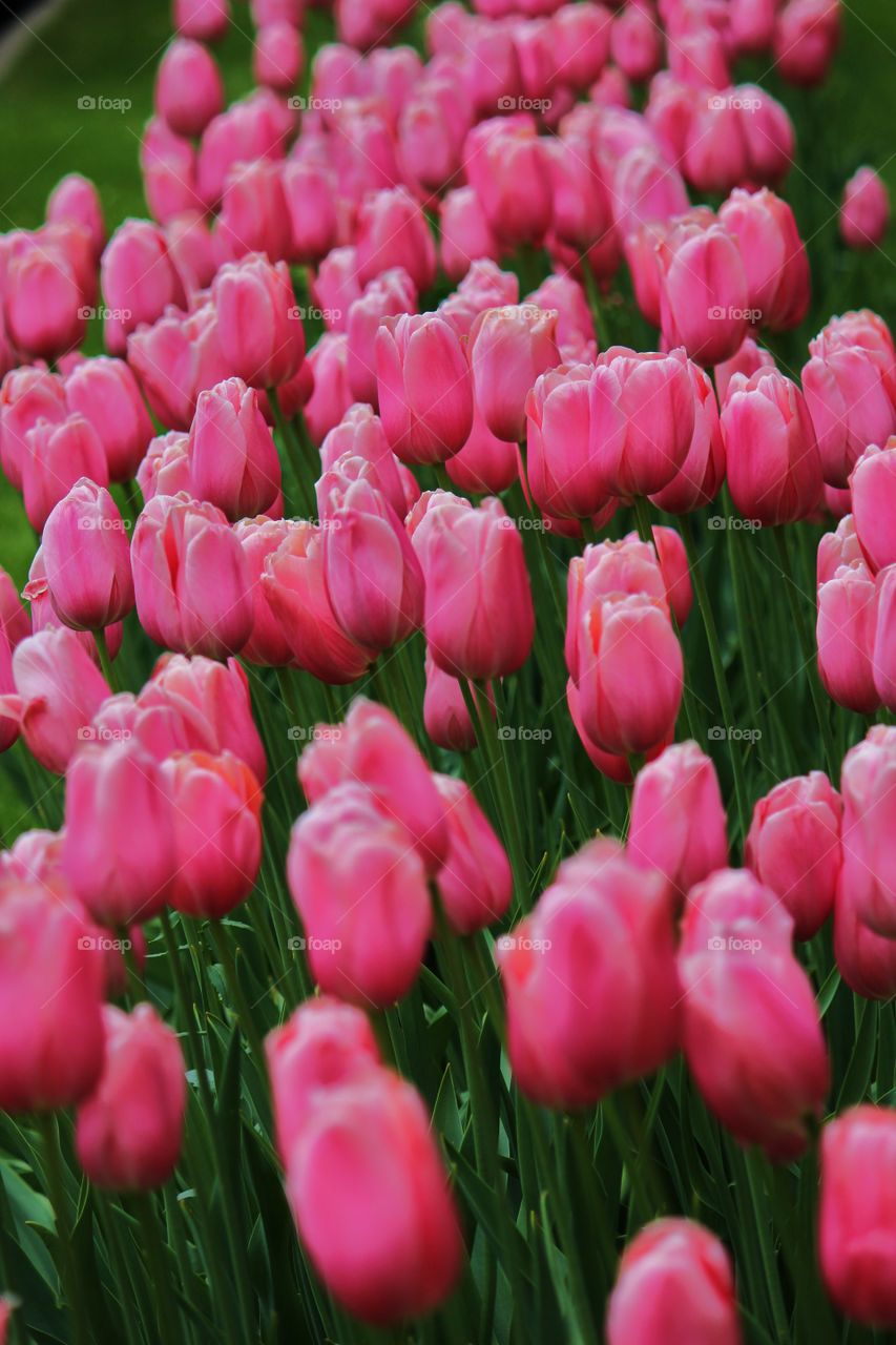 Pink tulip growing on field