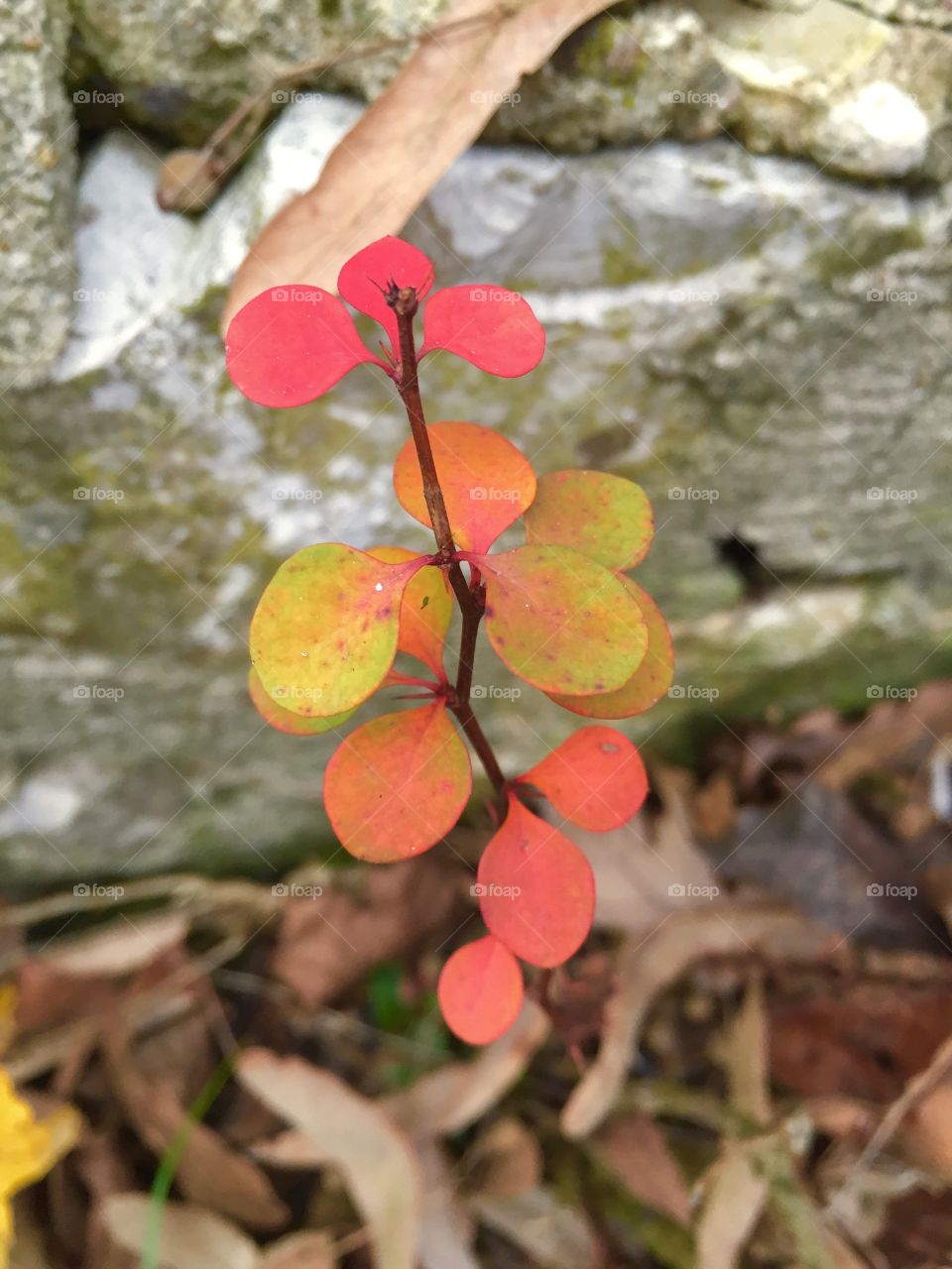 Plant with yellow,green and red leaves