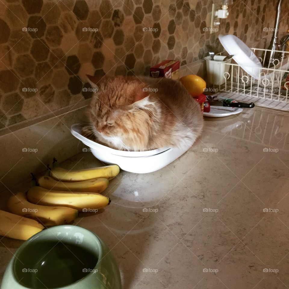 Leo sleeping in a cake pan