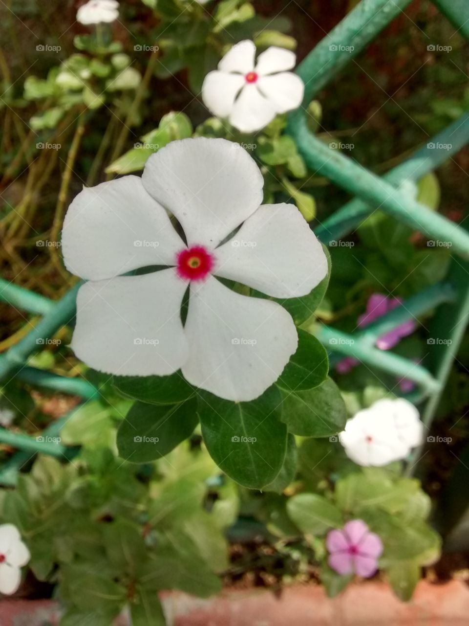 white flower beautiful