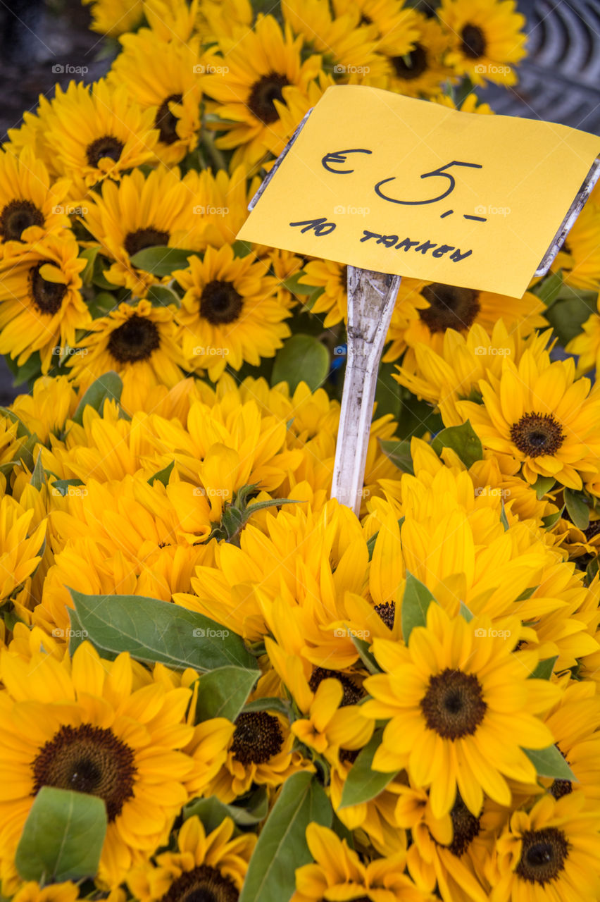 Sunflowers 