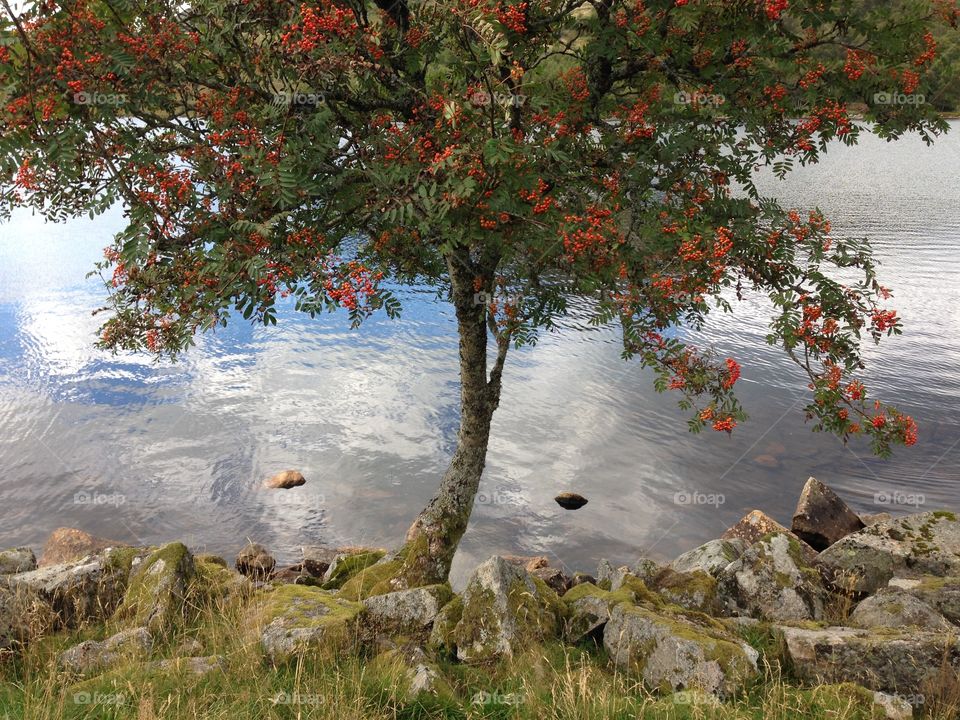 Tree with orange fruits. Image of tree with water in the backing, Dalsnuten, Norway 