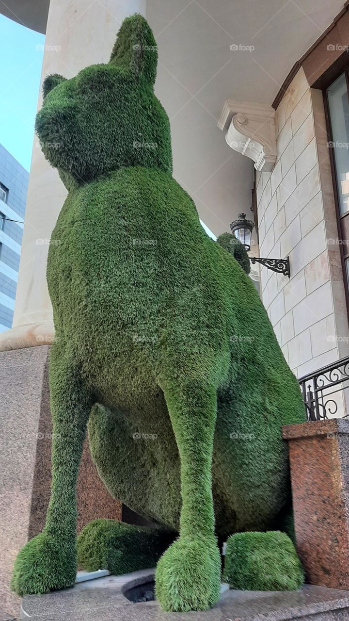 green cat