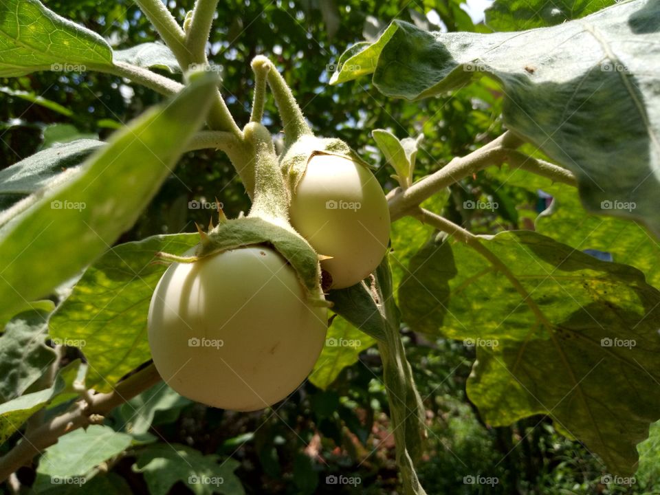 brinjal