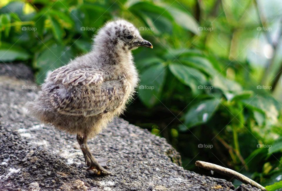 young seagull chick